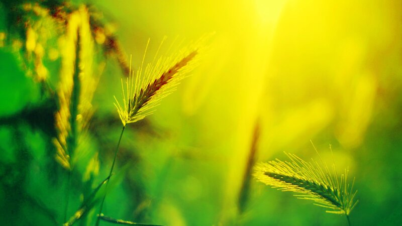 Grass Seed Heads in Field — Yellow
