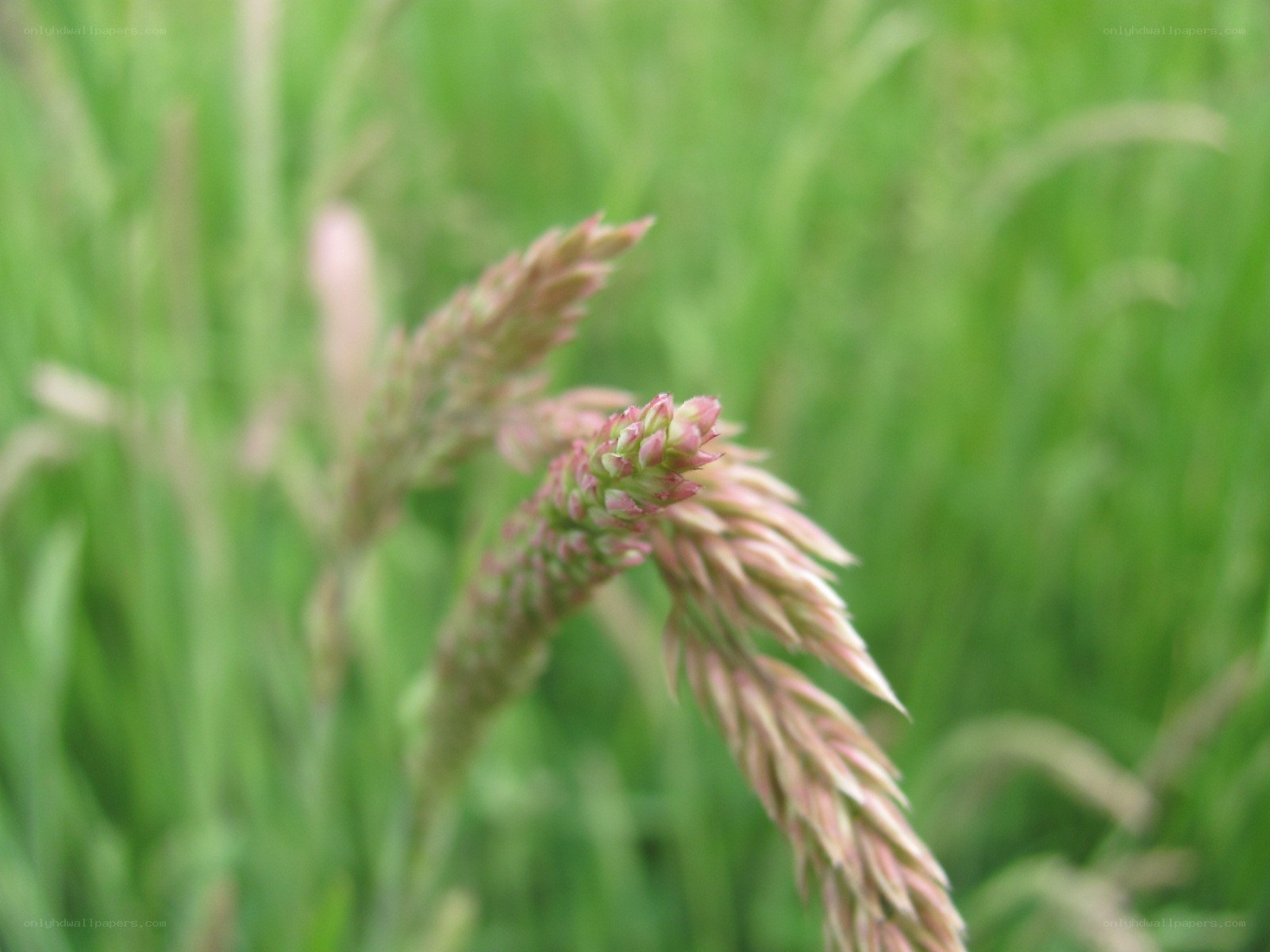 grass seed heads in field