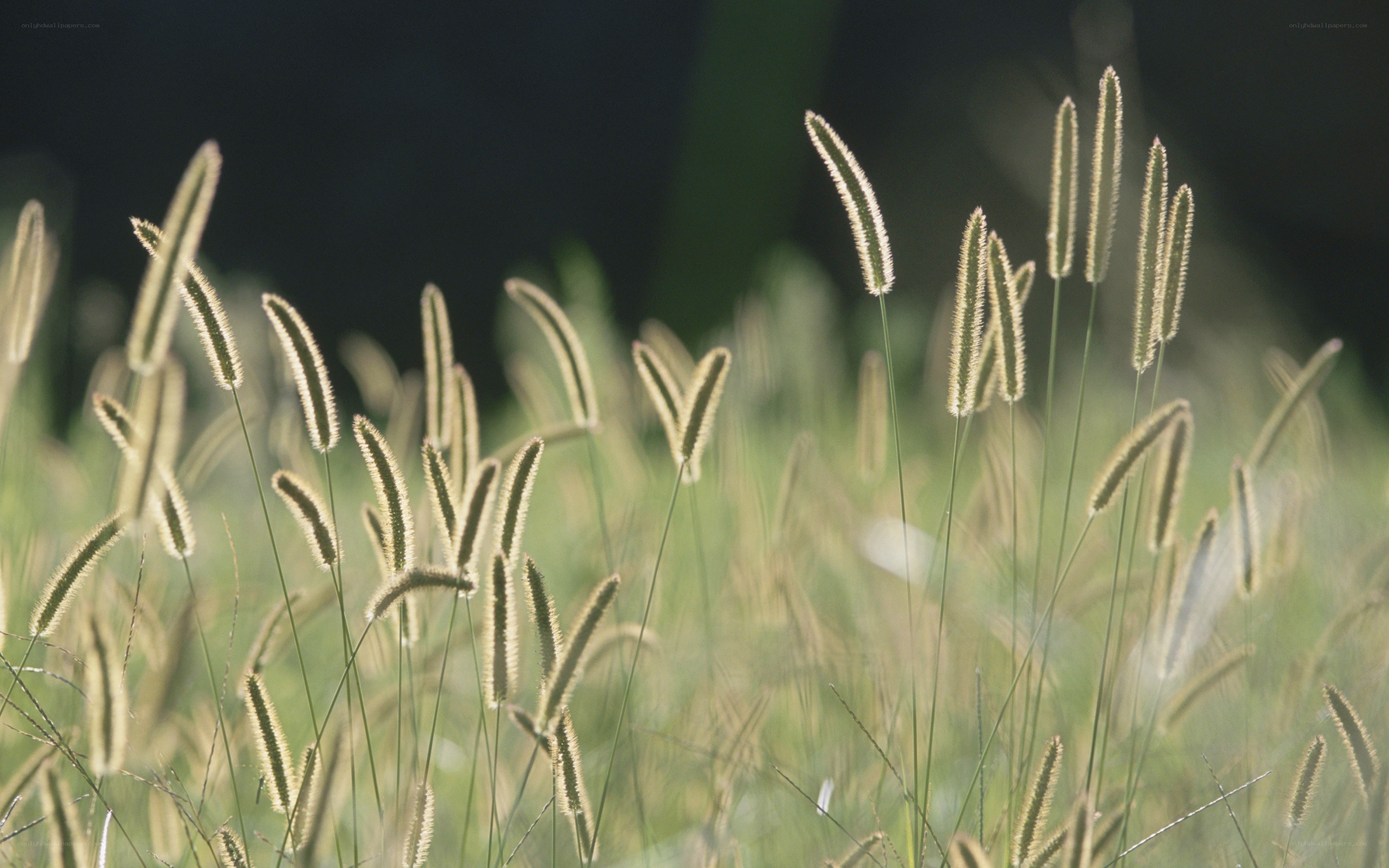 Grass seed heads in sunlight