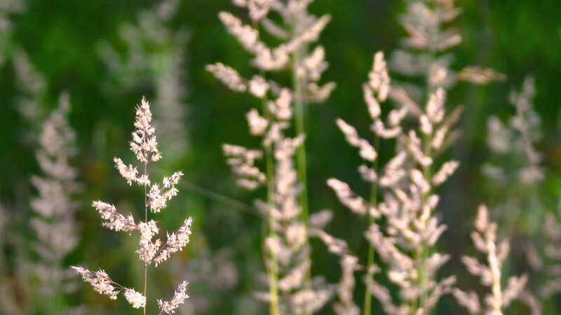 Grass seed heads in sunlight