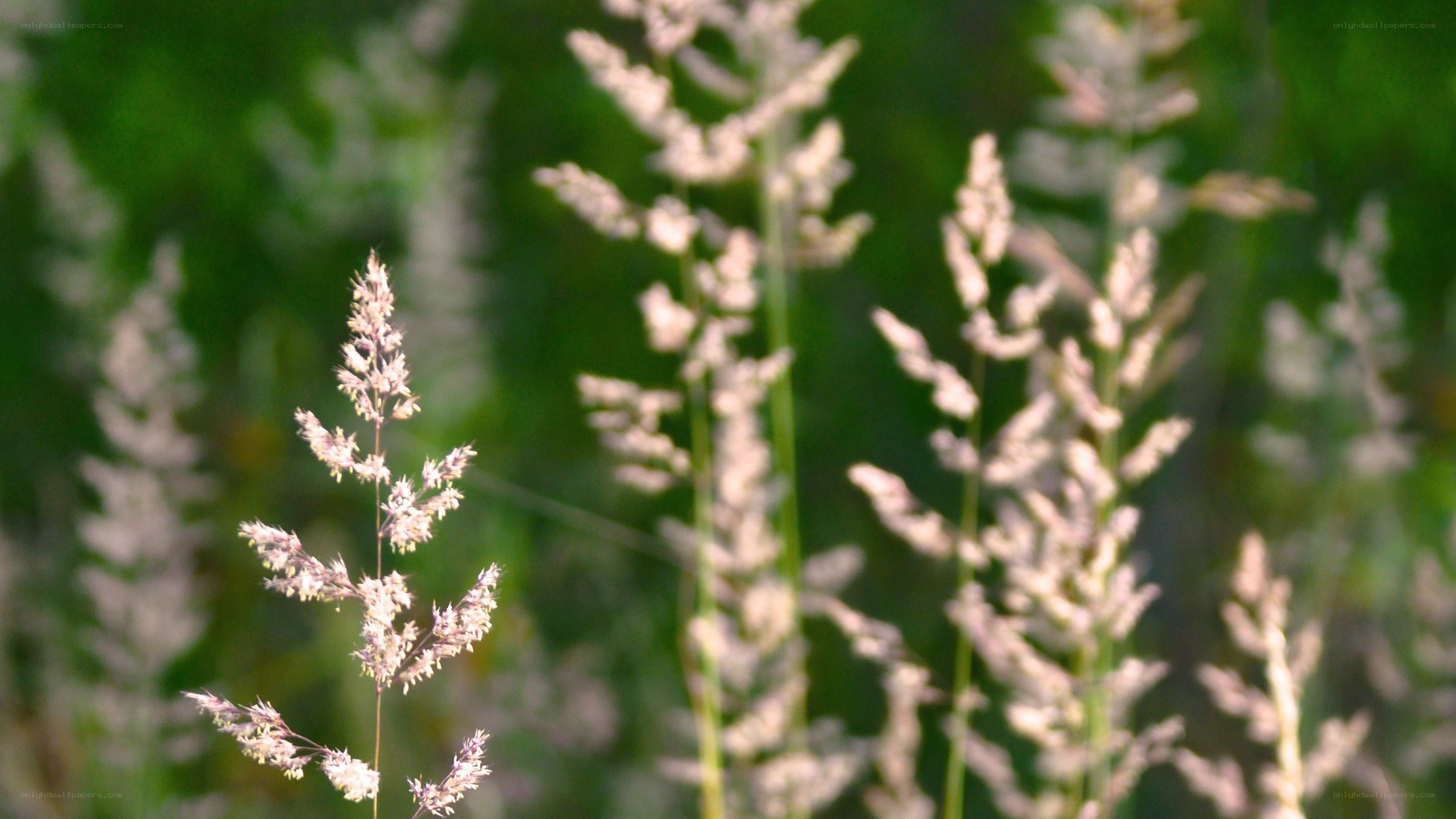 Grass seed heads in sunlight