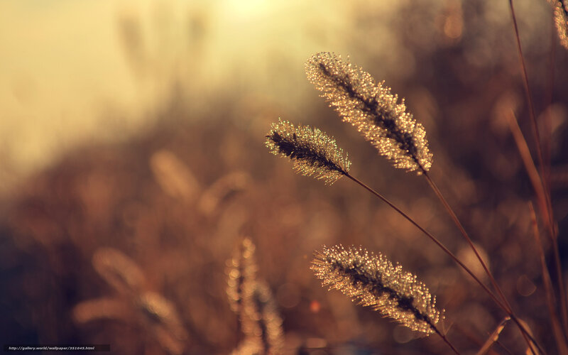 Grass Seed Heads