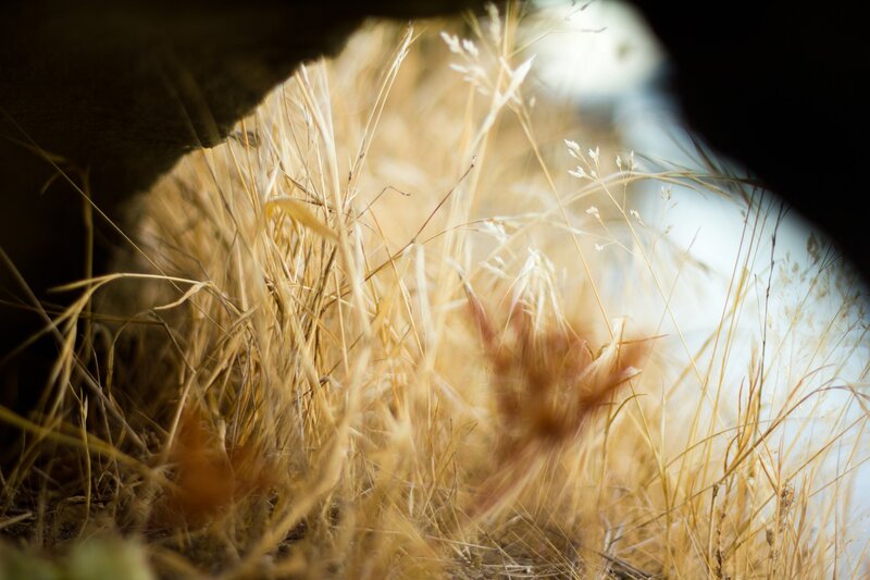 Grass seen through a cave opening