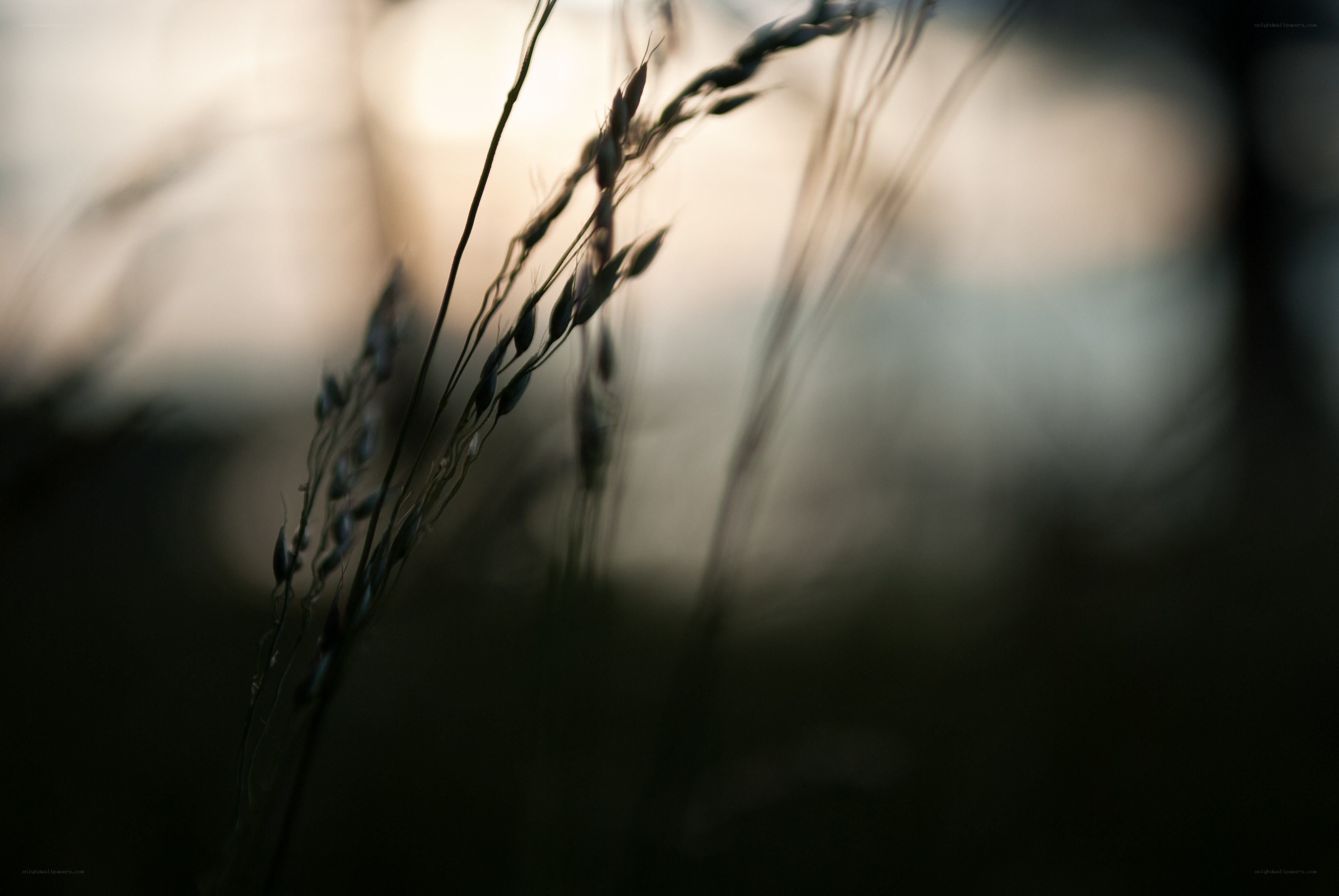 Grass Silhouette at Dusk