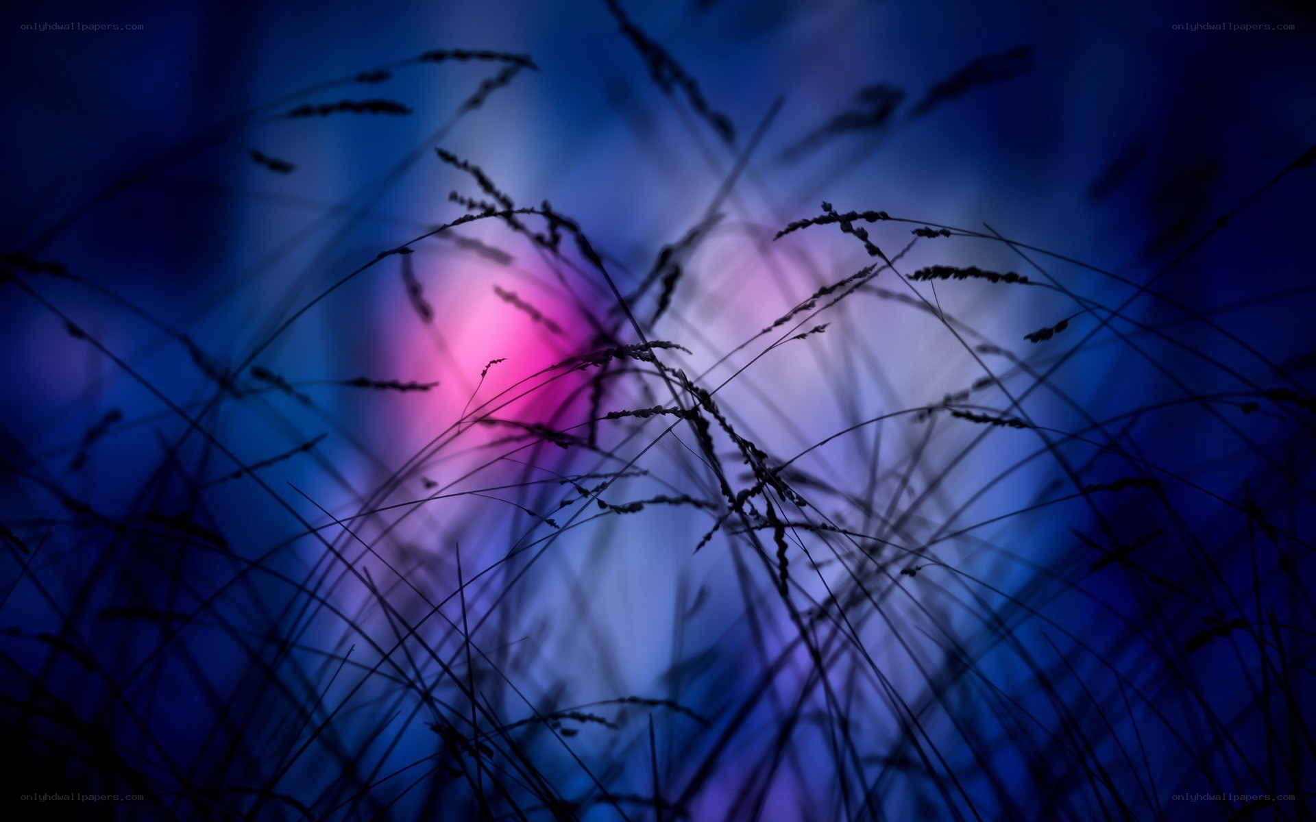 Grass silhouette at dusk