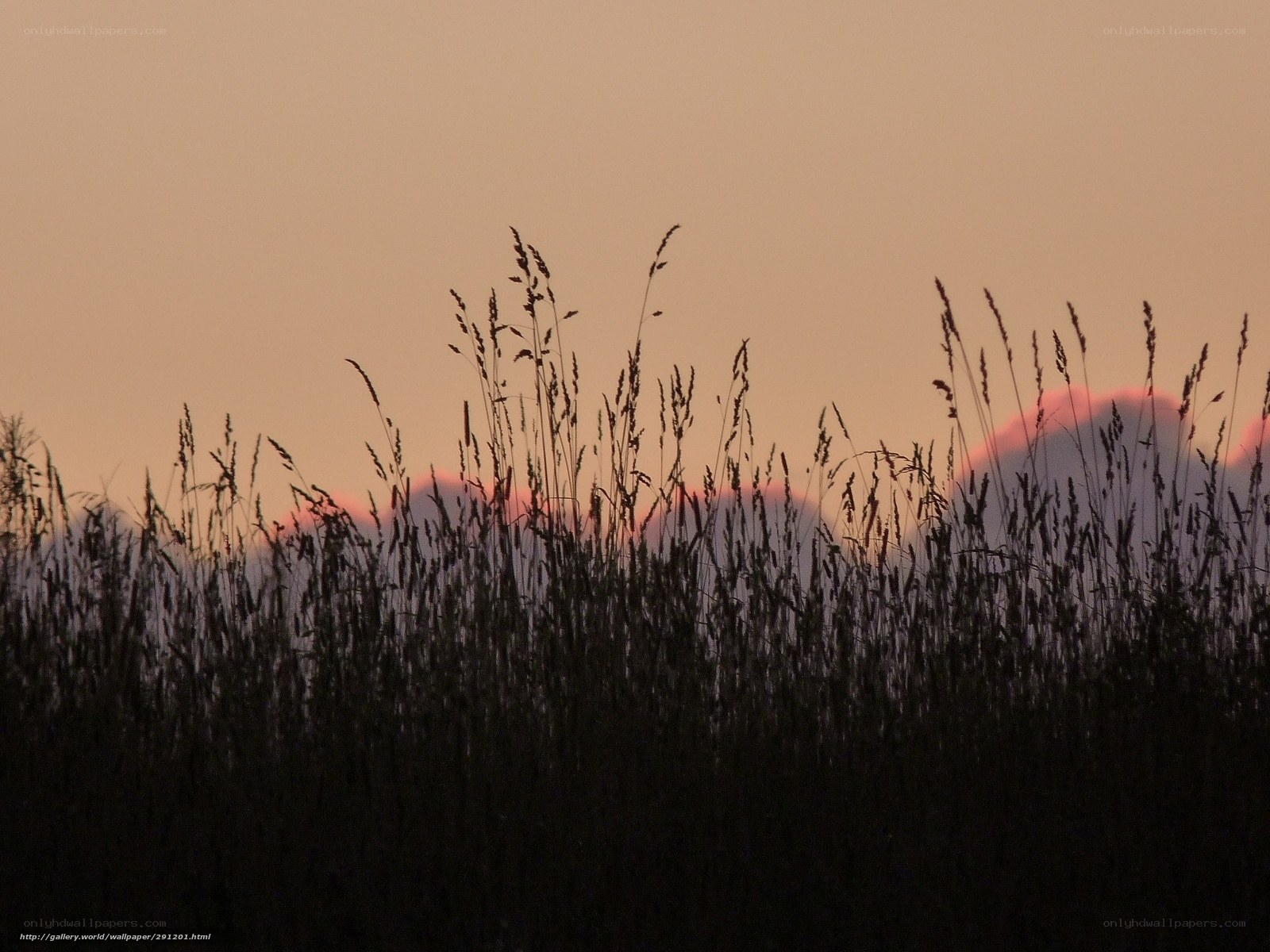 Grass Silhouette at Sunset