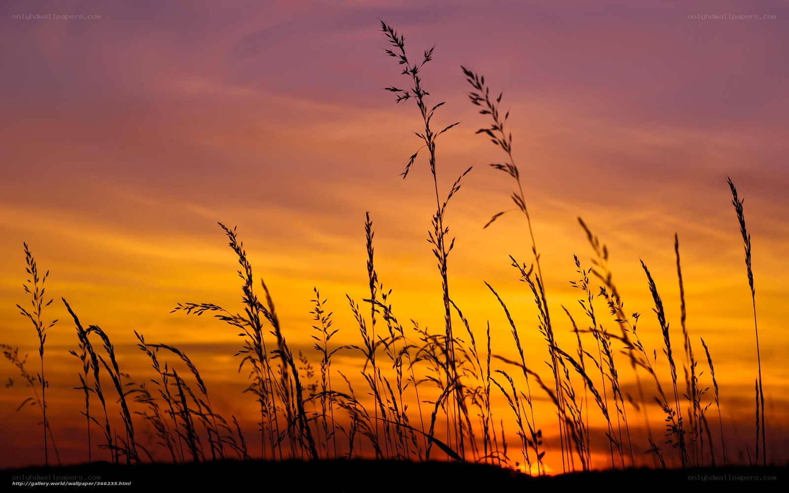 Grass Silhouette at Sunset