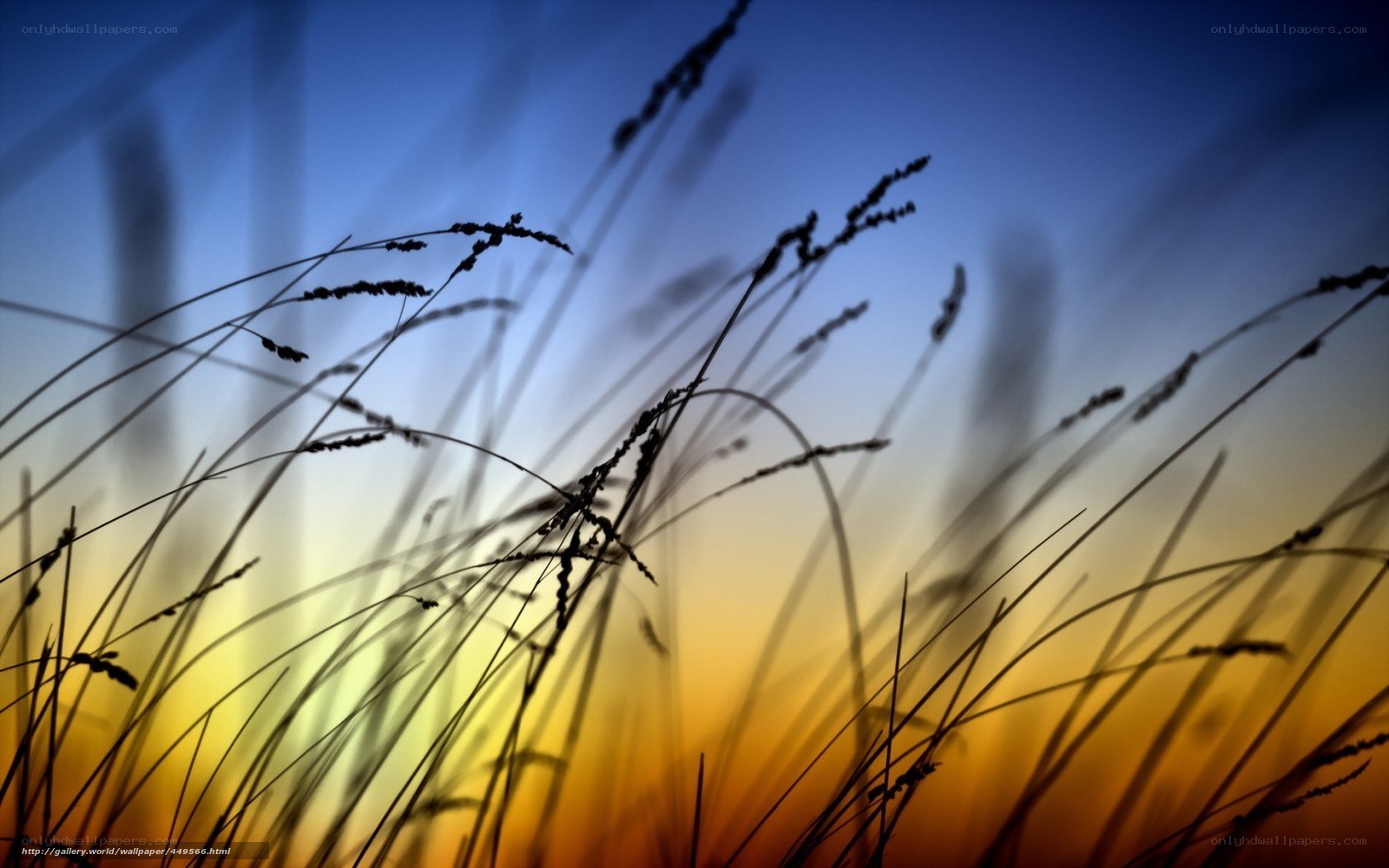 Grass Silhouette at Sunset