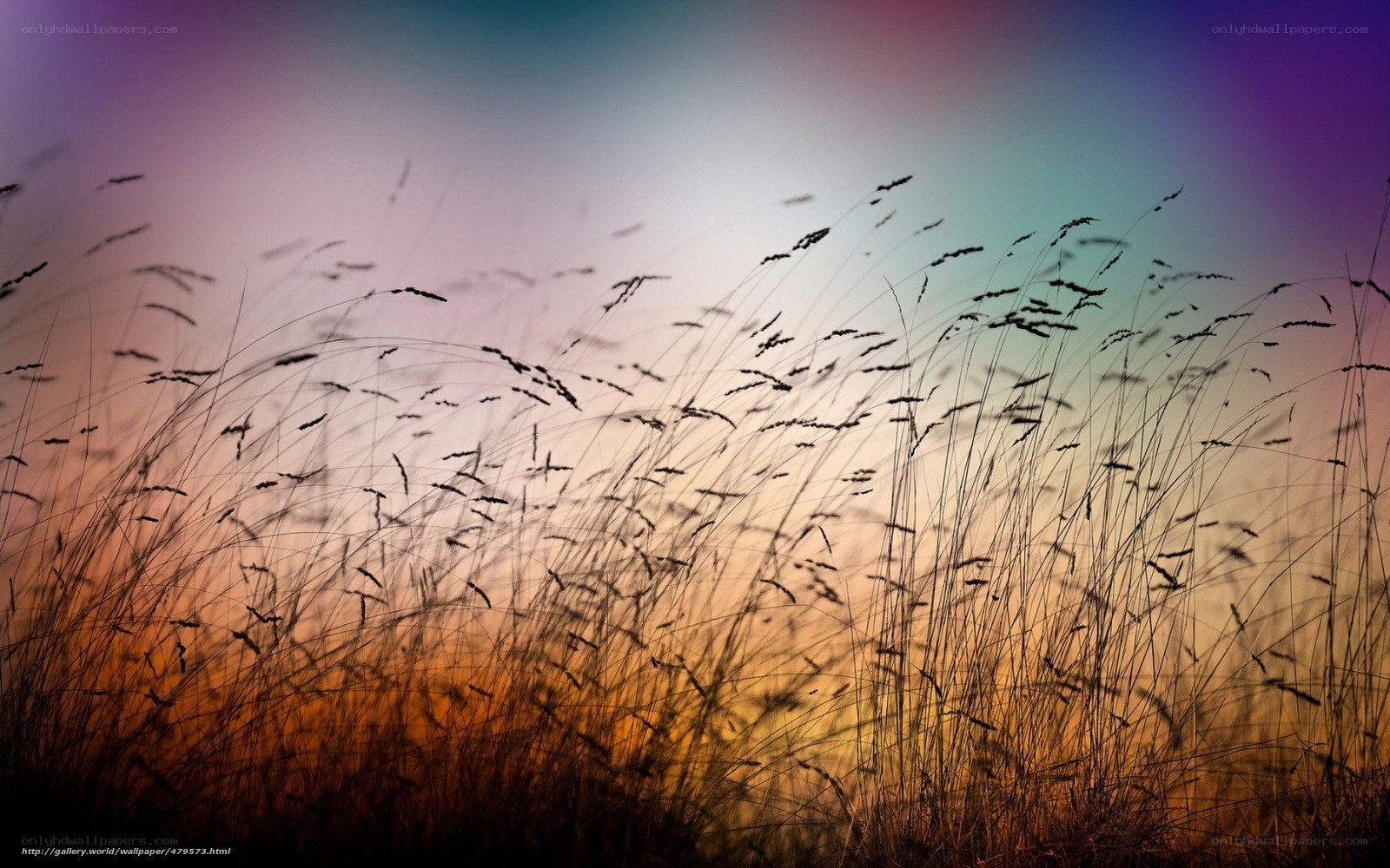 Grass Silhouette at Sunset