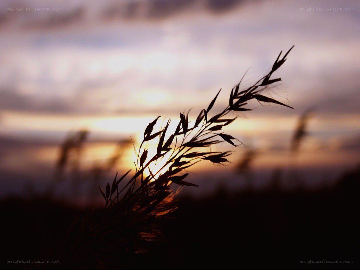 Grass silhouette at sunset