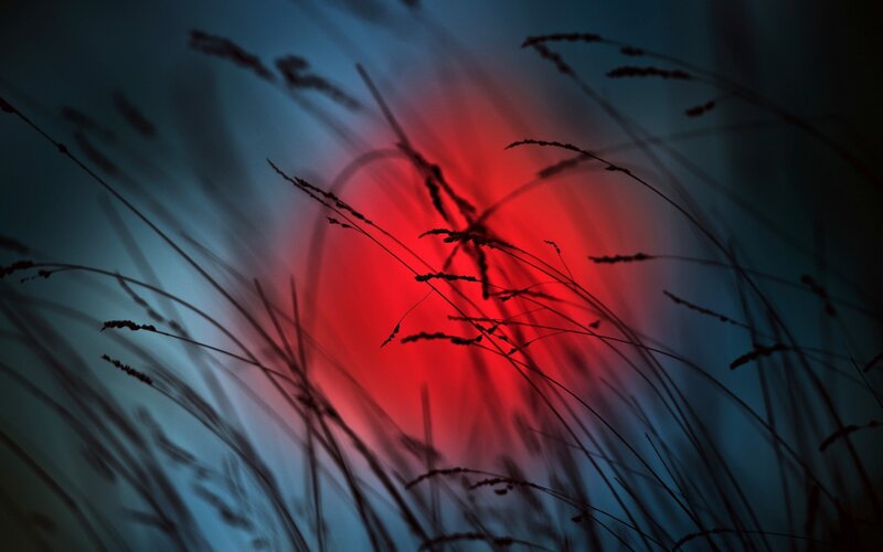 Grass silhouette at sunset