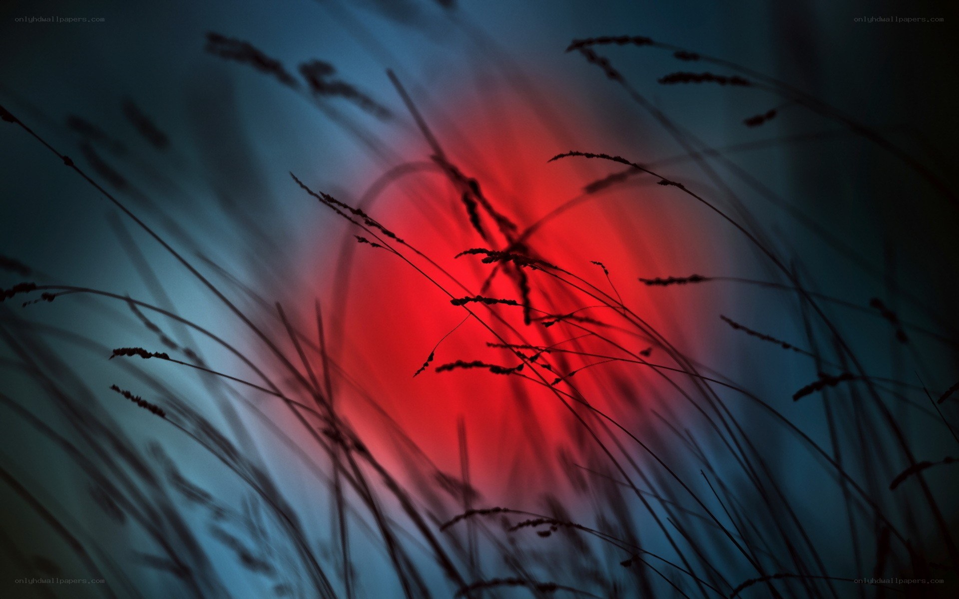 Grass silhouette at sunset