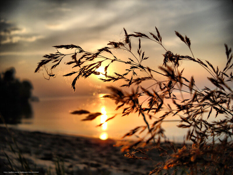 Grass Silhouette at Sunset — Orange, Serene