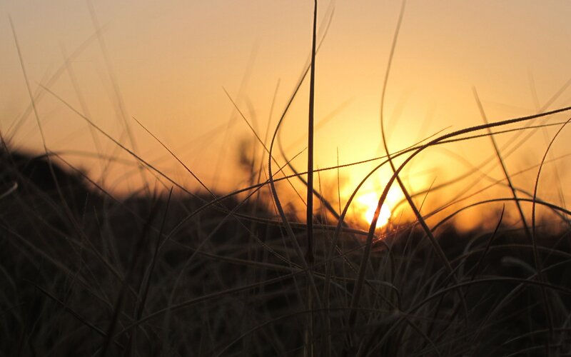 Grass Silhouette at Sunset — Orange