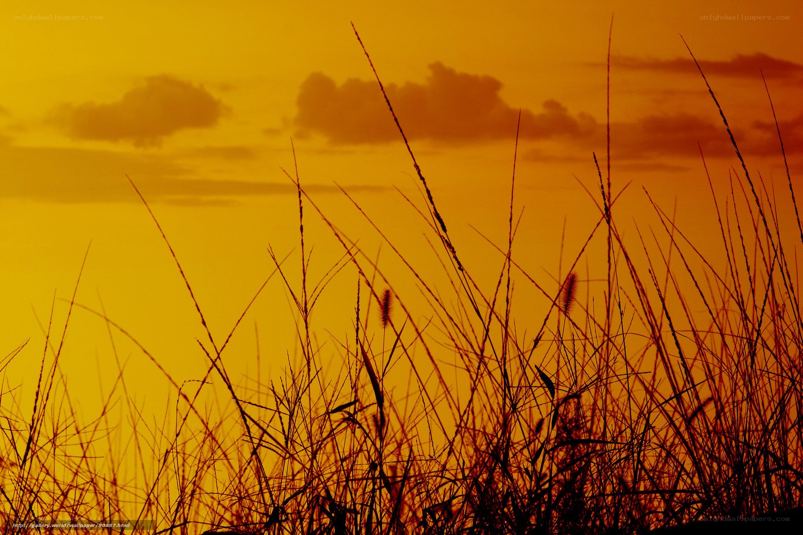 Grass Silhouette at Sunset