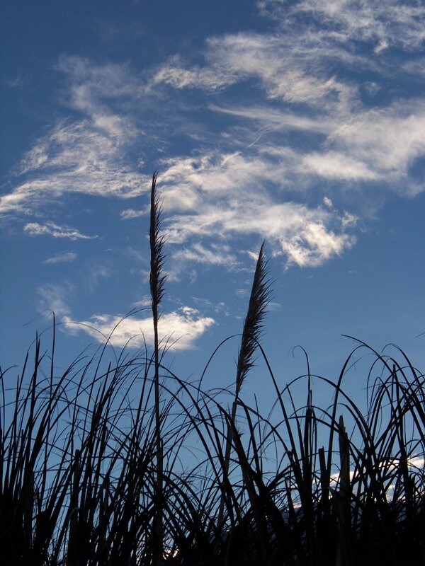 Grass silhouettes against blue sky