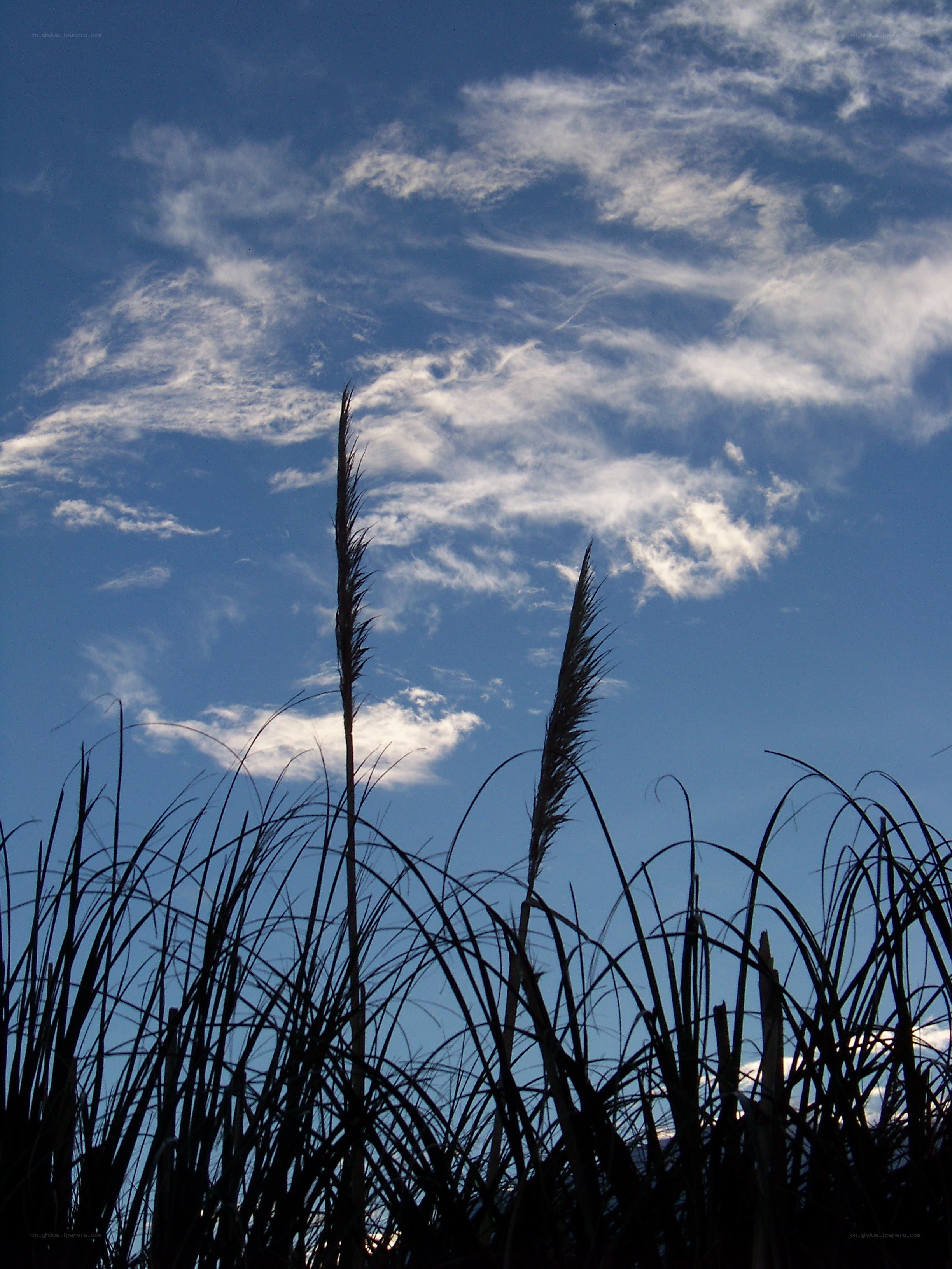 Grass silhouettes against blue sky
