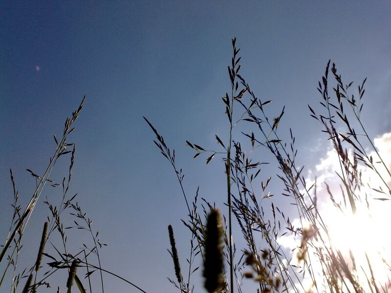 Grass silhouettes against blue sky