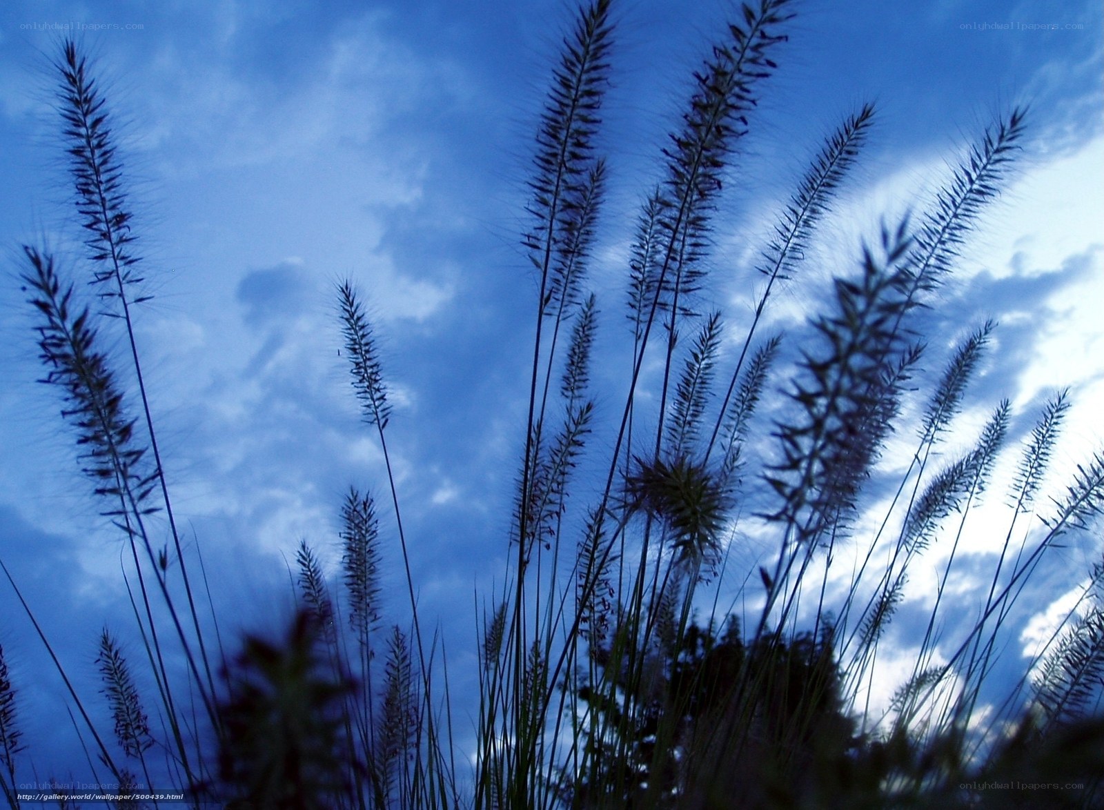 Grass Silhouettes Against Blue Sky