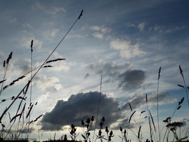 Grass silhouettes against cloudy sky