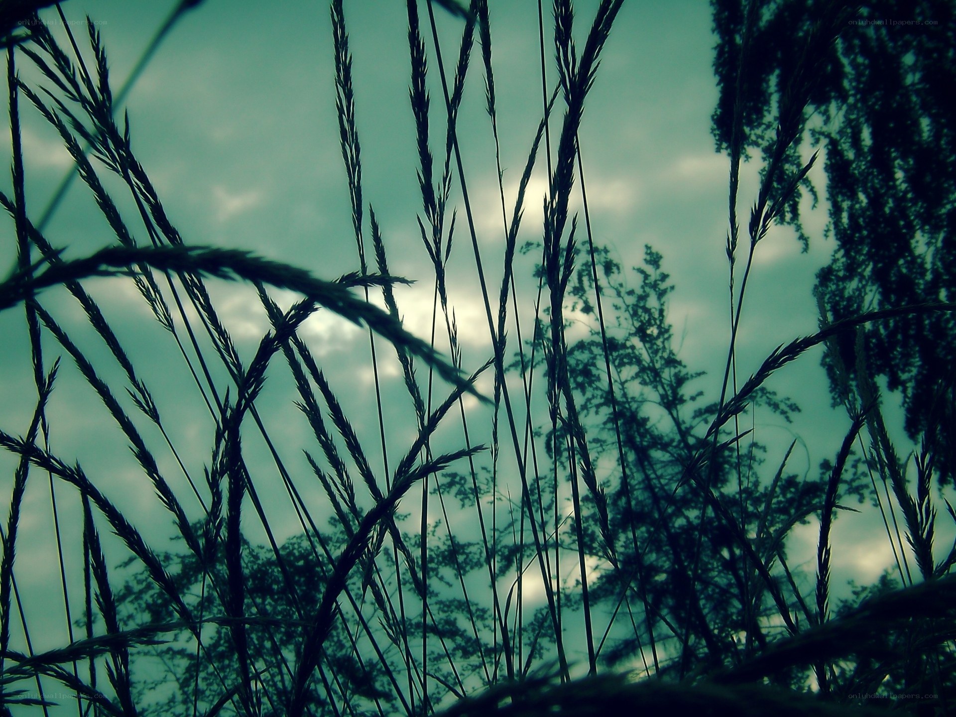 Grass silhouettes against sky