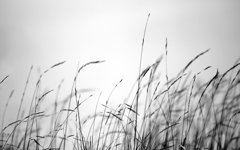 Grass silhouettes against sky