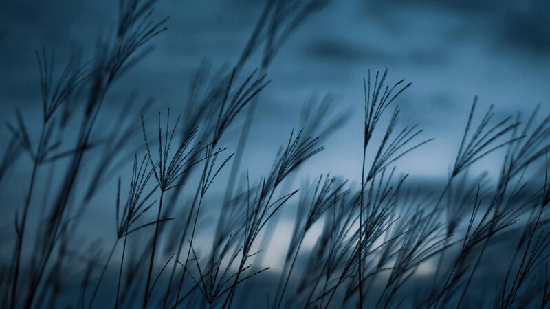 Grass silhouettes at dusk