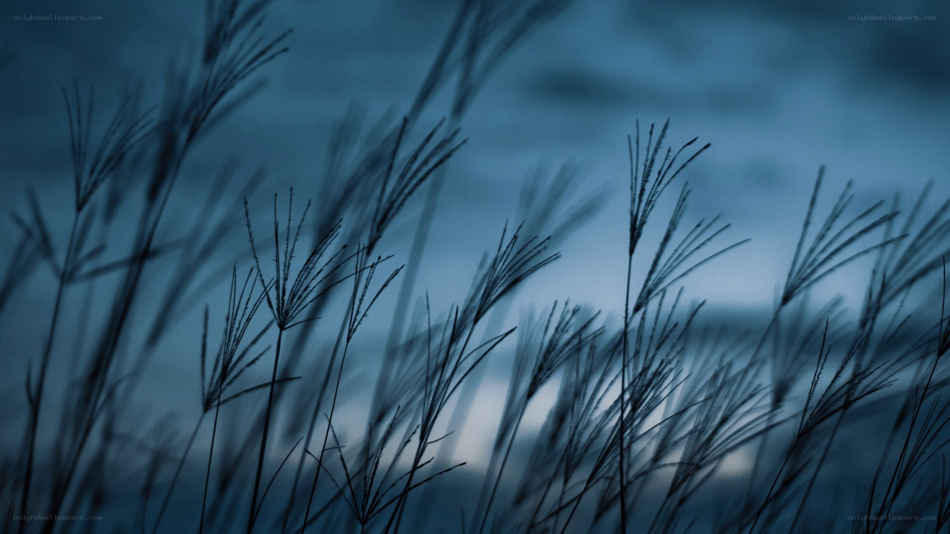 Grass silhouettes at dusk