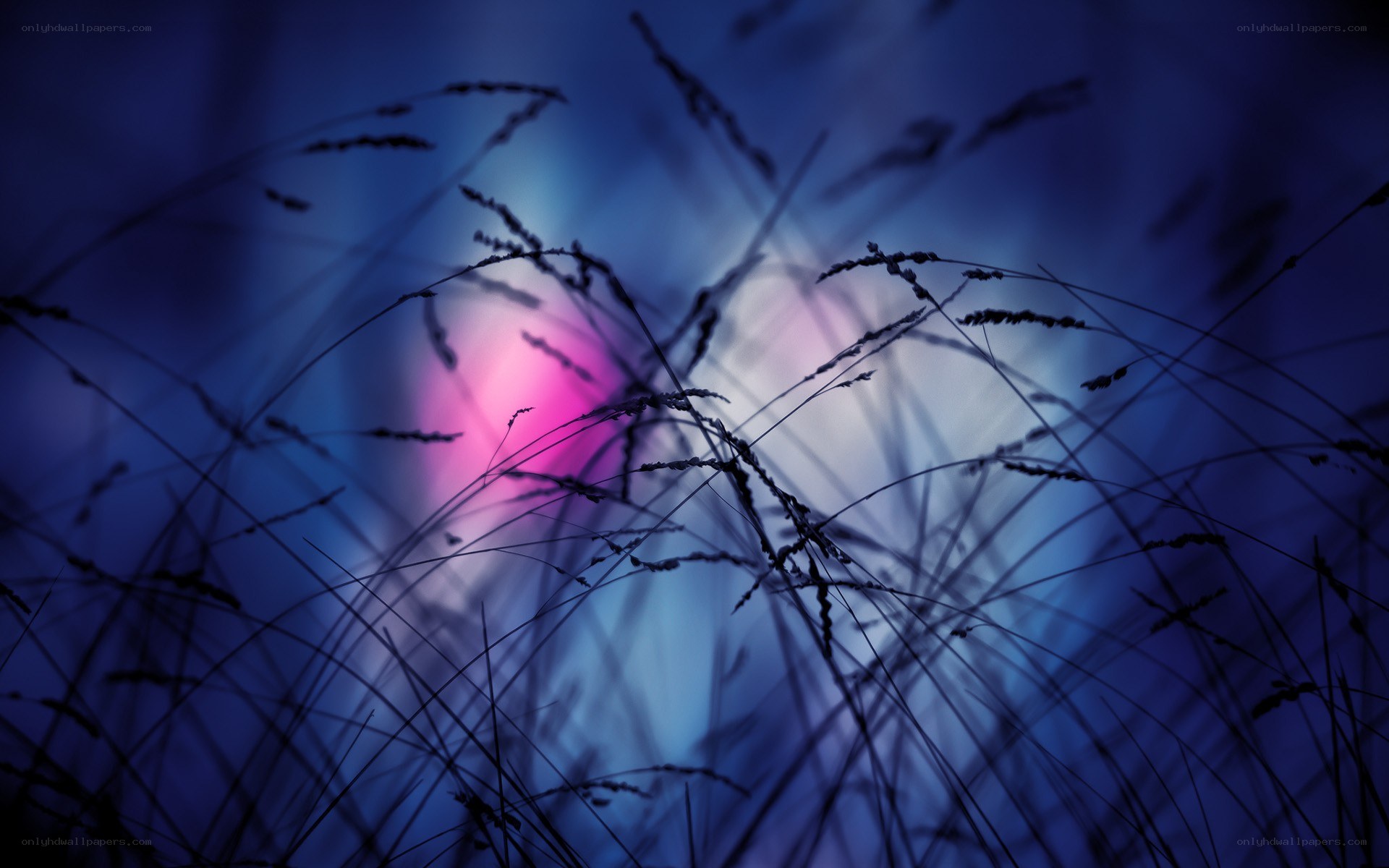 Grass silhouettes at dusk