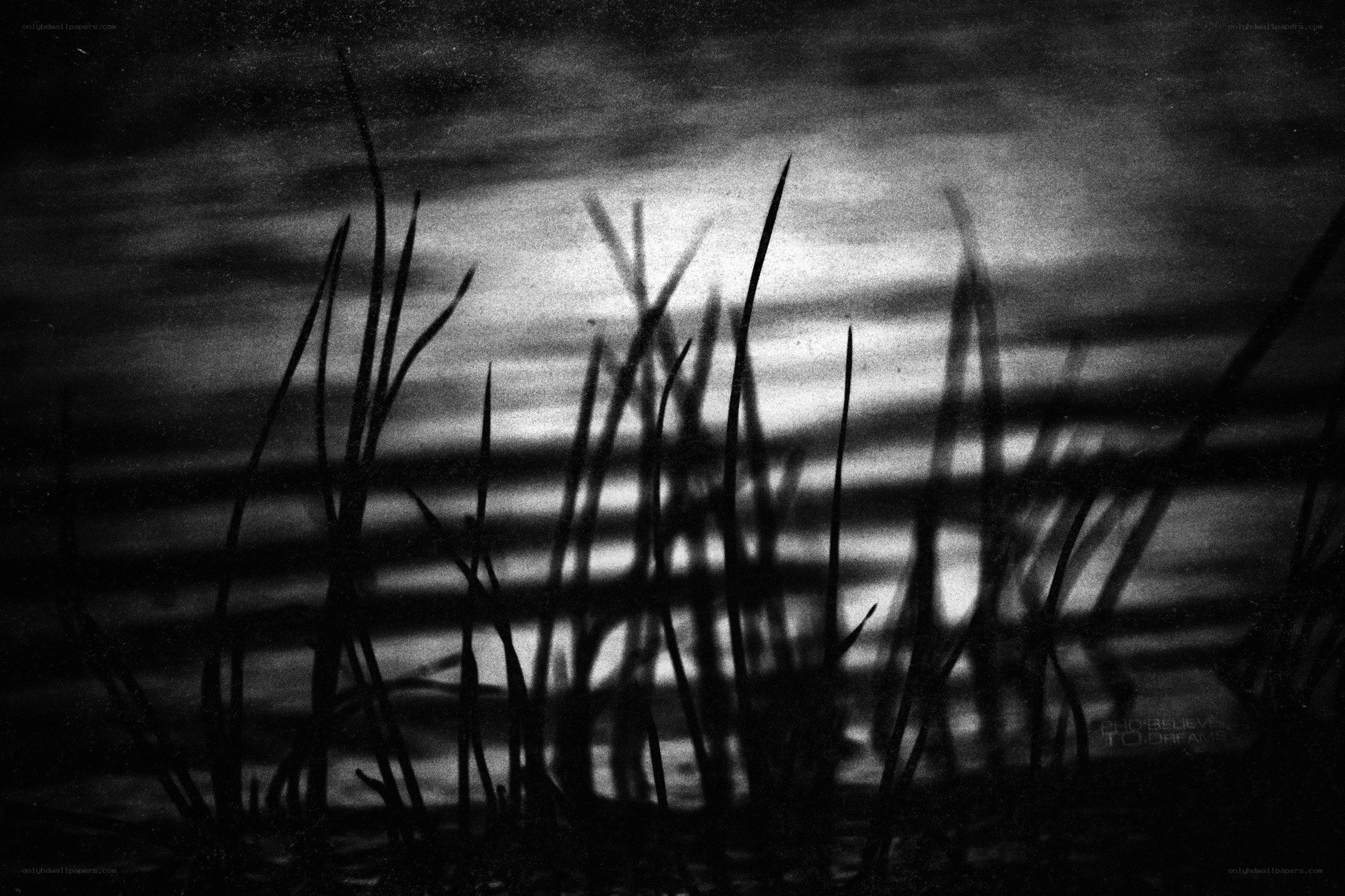 Grass silhouettes at dusk