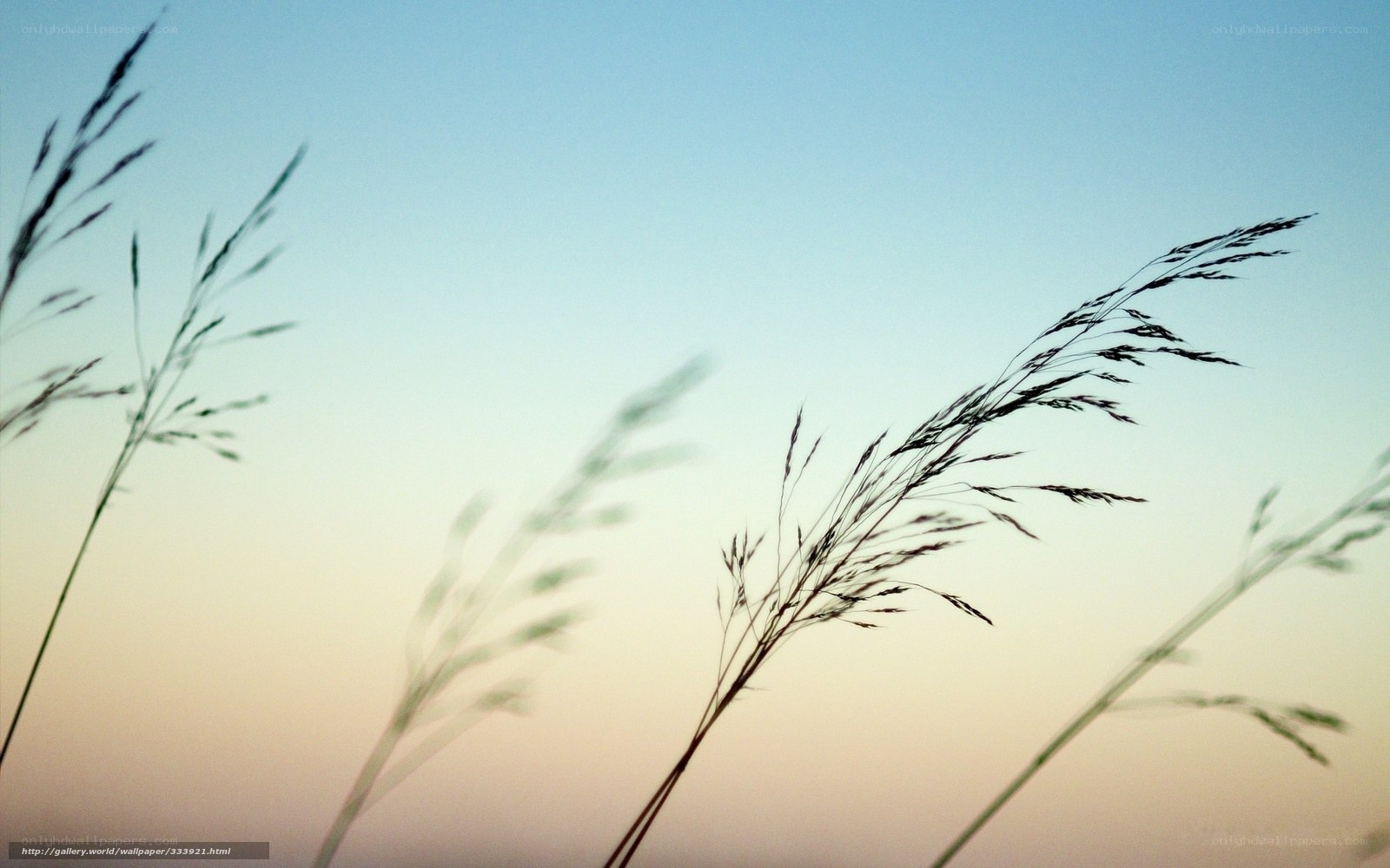 Grass silhouettes at dusk