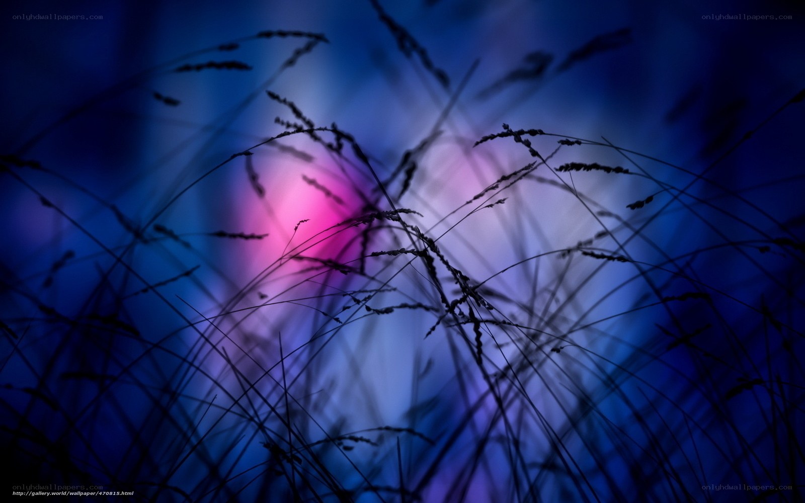 Grass silhouettes at dusk