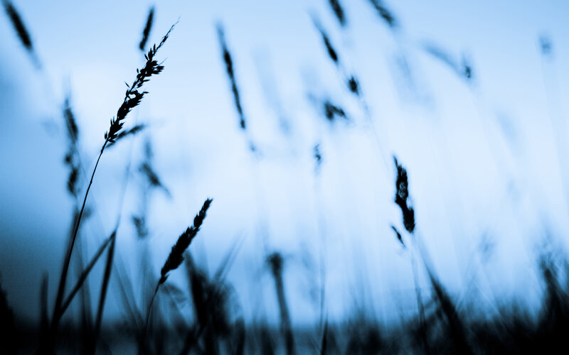 Grass silhouettes at dusk