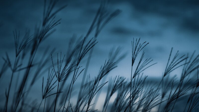 Grass silhouettes at dusk