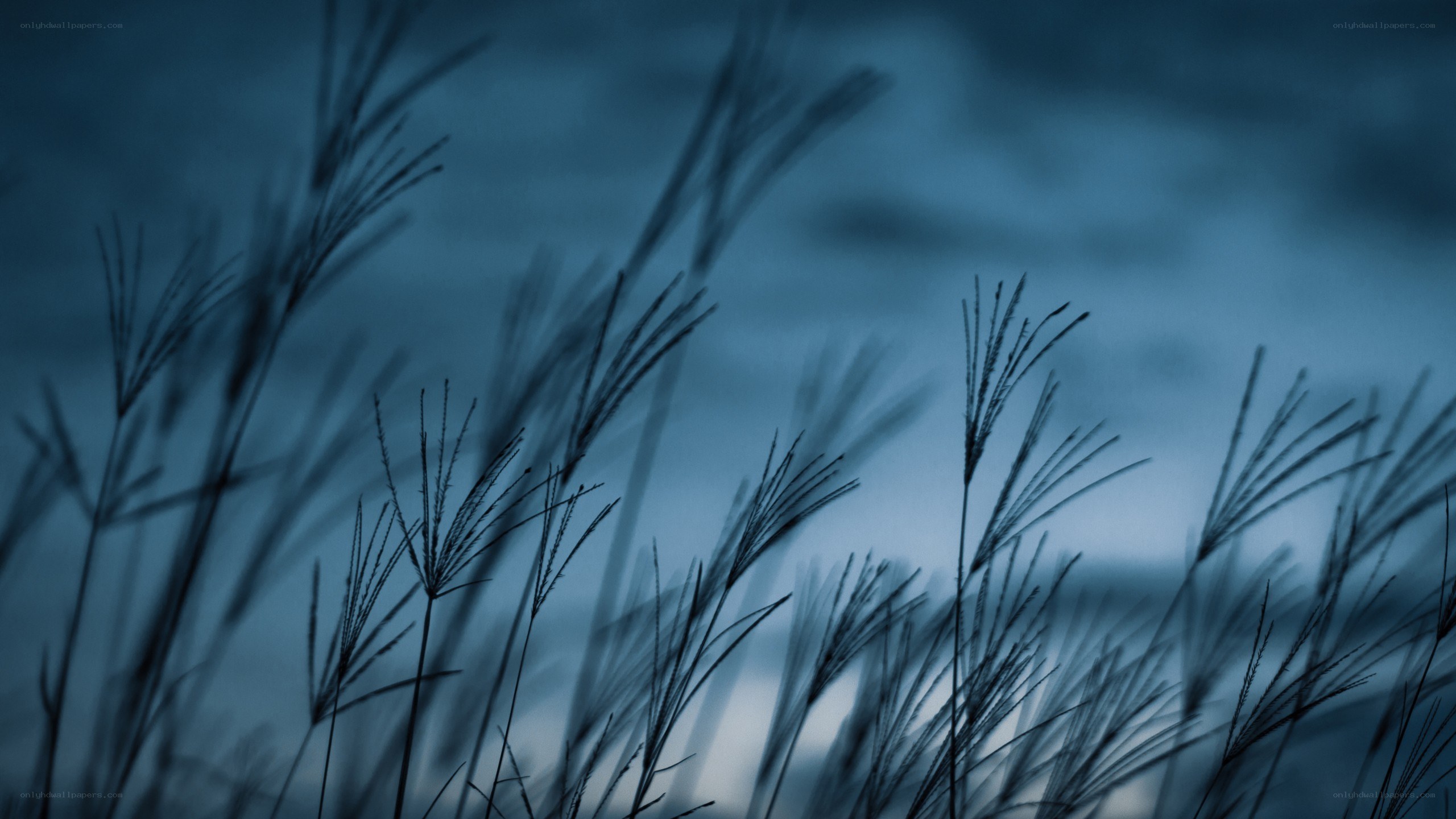 Grass silhouettes at dusk