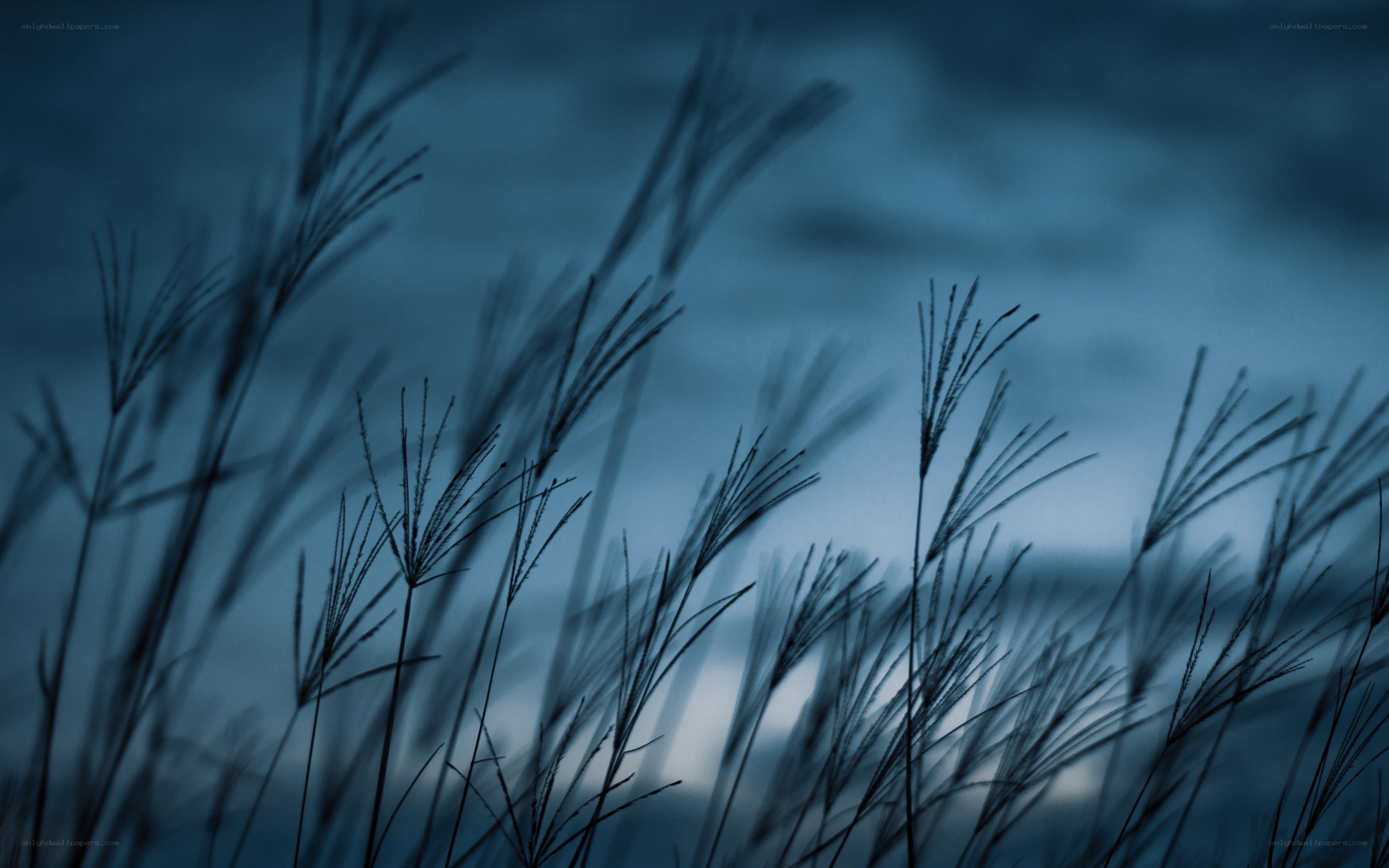 Grass silhouettes at dusk