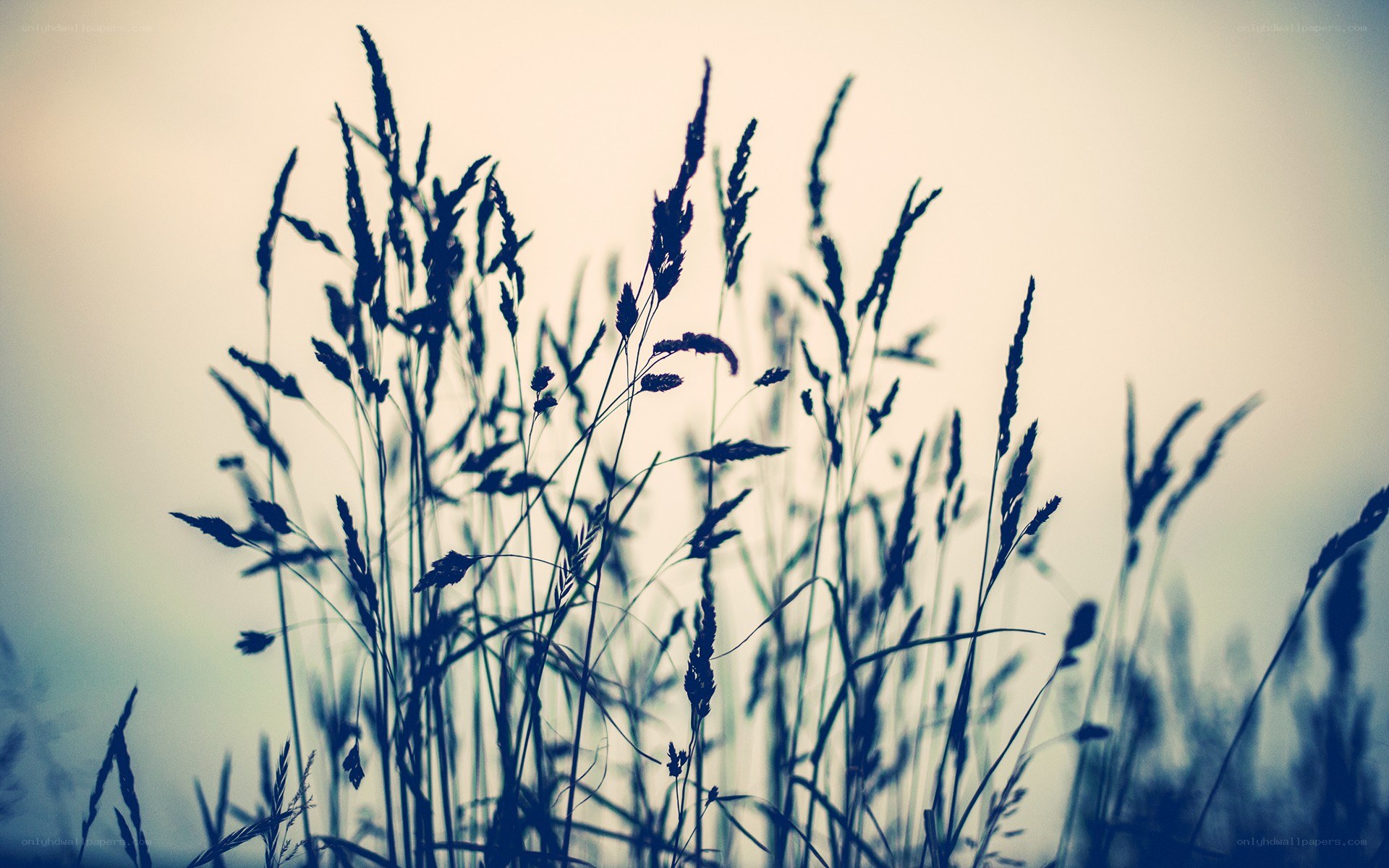 Grass silhouettes at dusk
