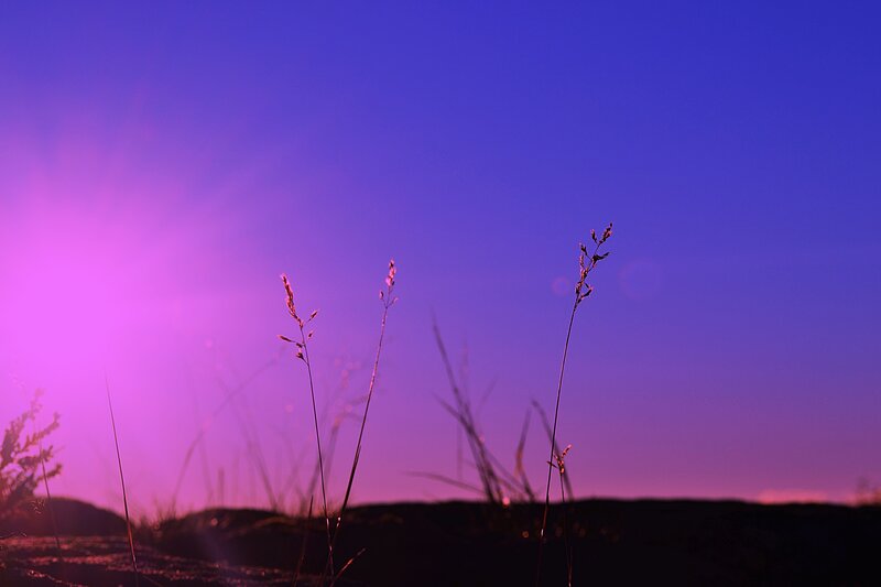 Grass Silhouettes at Dusk — Purple