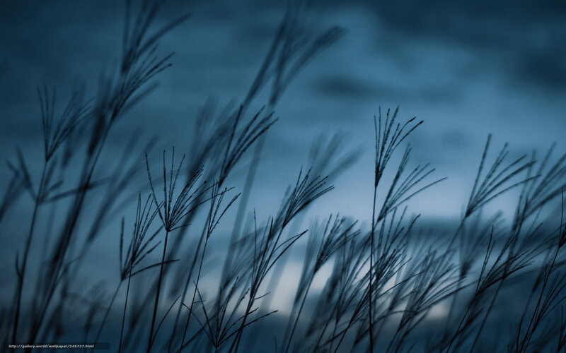 Grass Silhouettes at Dusk