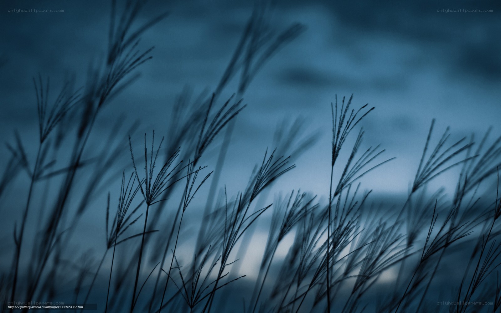 Grass Silhouettes at Dusk