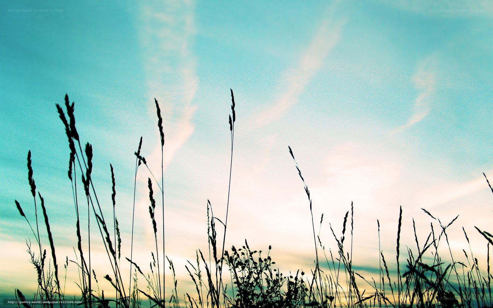 Grass silhouettes at sunset