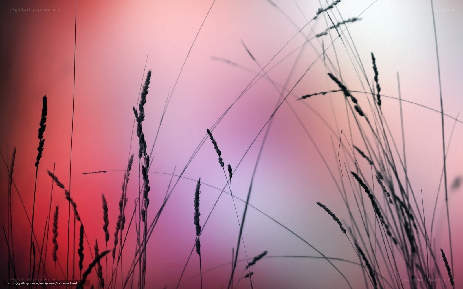 Grass Silhouettes at Sunset