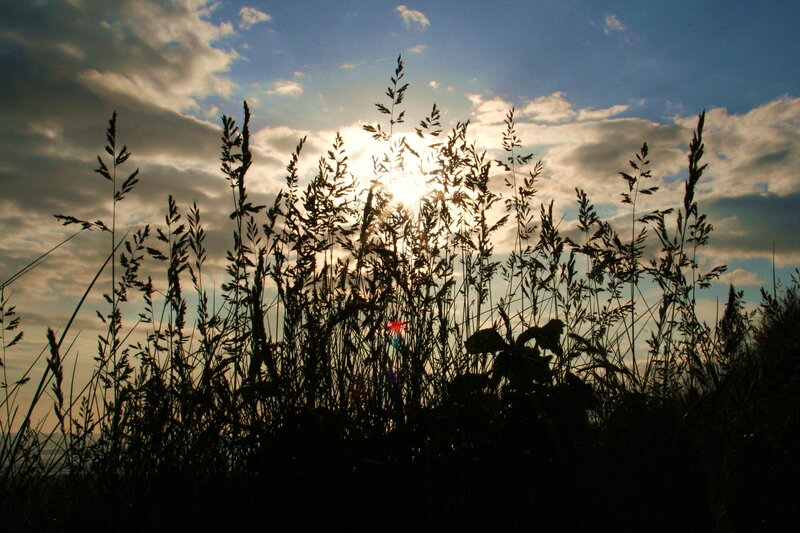 Grass silhouettes at sunset