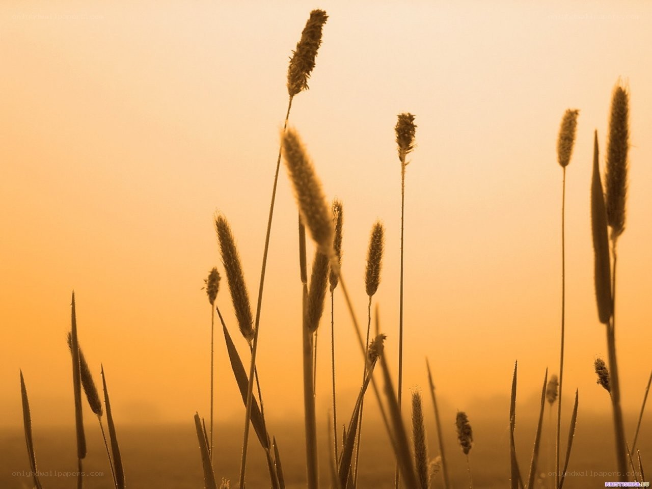 Grass Silhouettes at Sunset