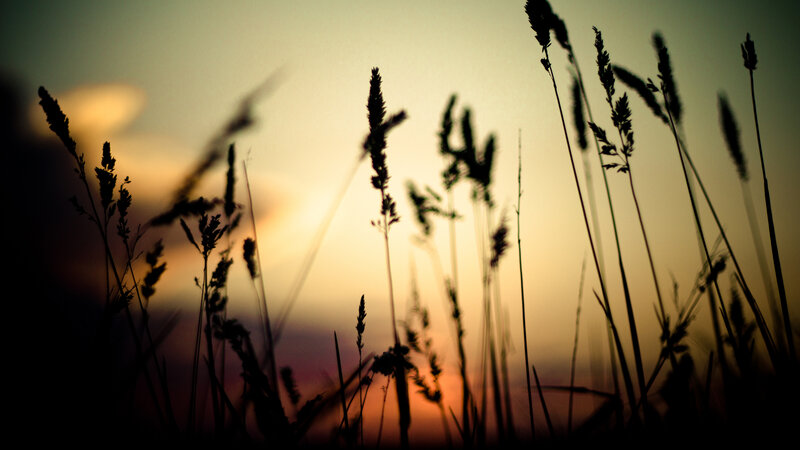Grass silhouettes at sunset