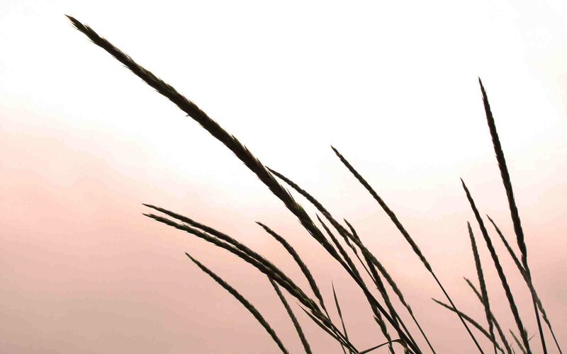 Grass silhouettes at sunset