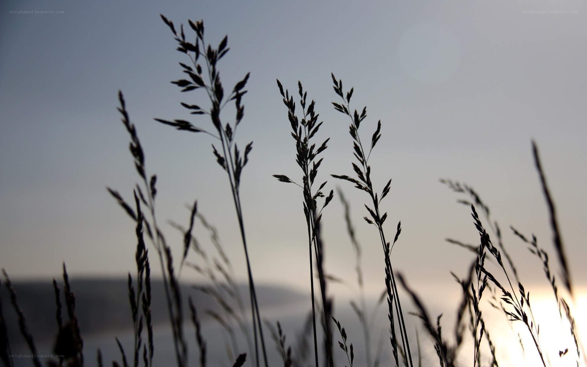 Grass silhouettes at sunset