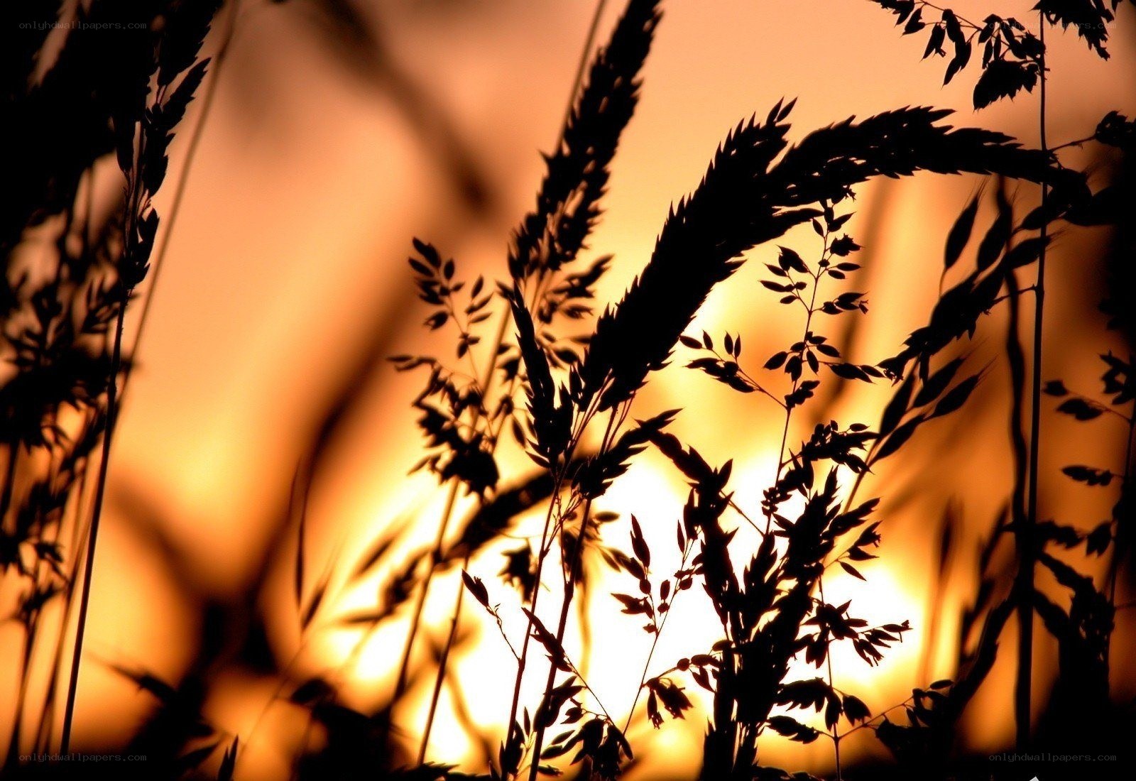 Grass silhouettes at sunset