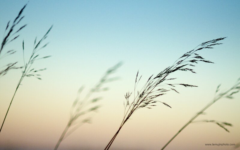 Grass silhouettes at sunset