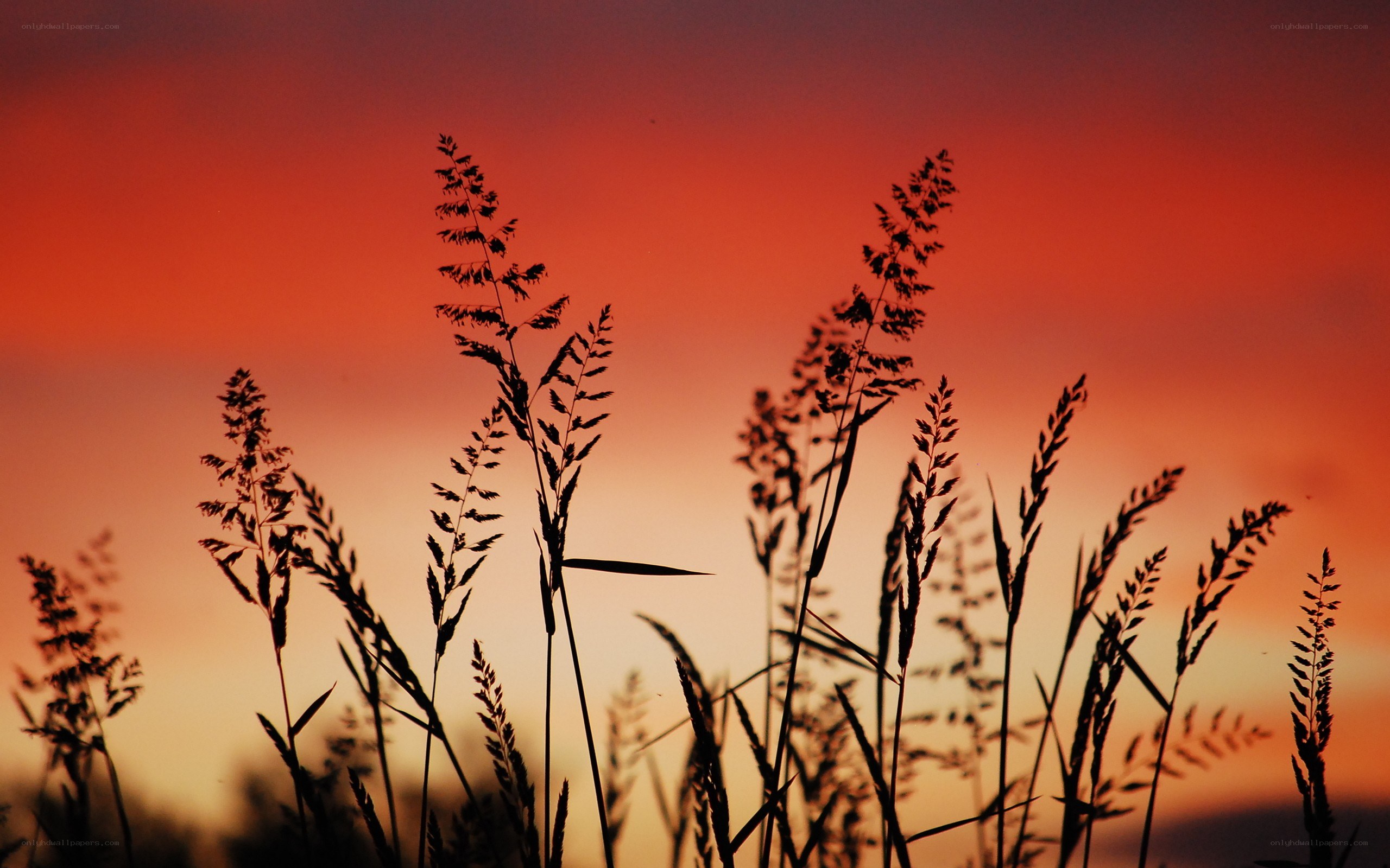 Grass silhouettes at sunset
